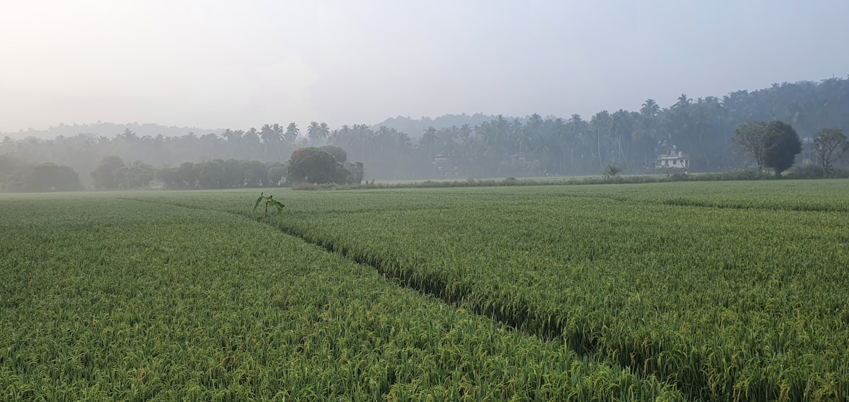 Palakkad paddy fields at harvest