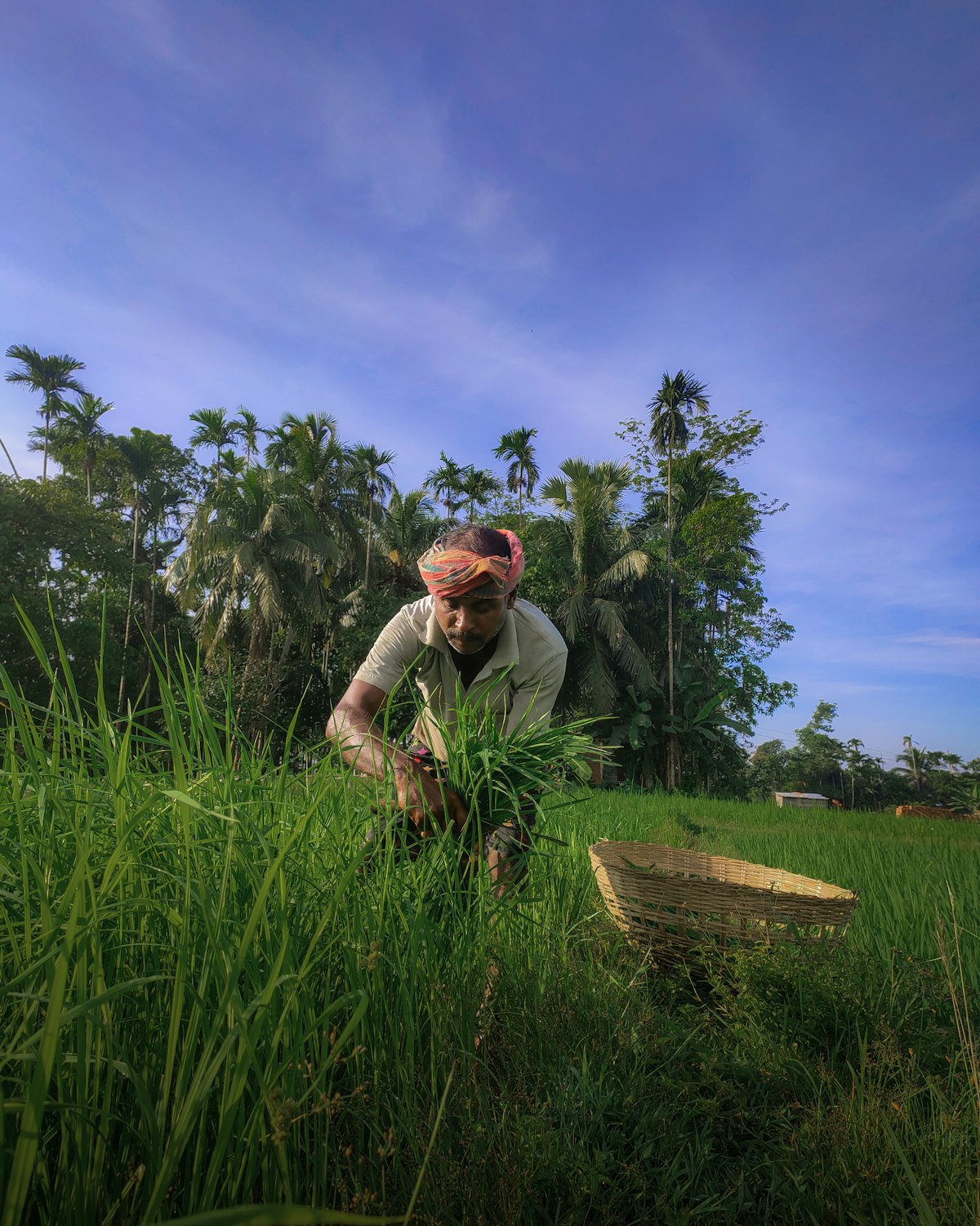 Local farmers selecting the best yield